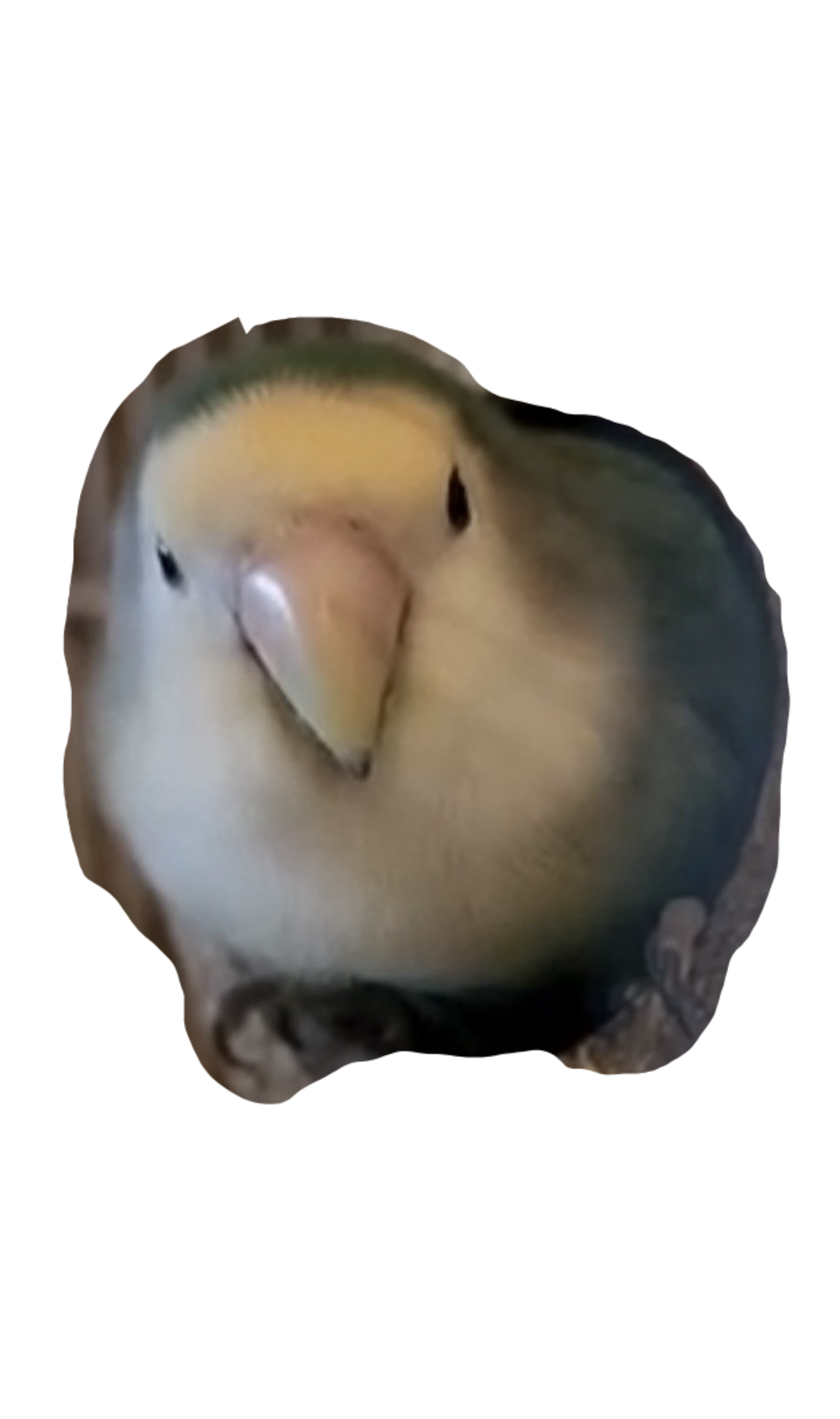 Cookie the lovebird